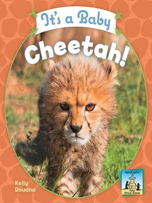 cover image of It's a Baby Cheetah!